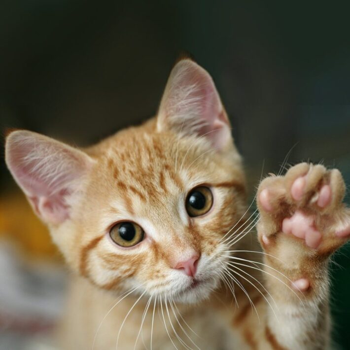 cat-2-scaled-1