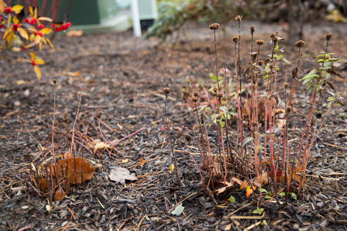 fall-pruning-698x466-1