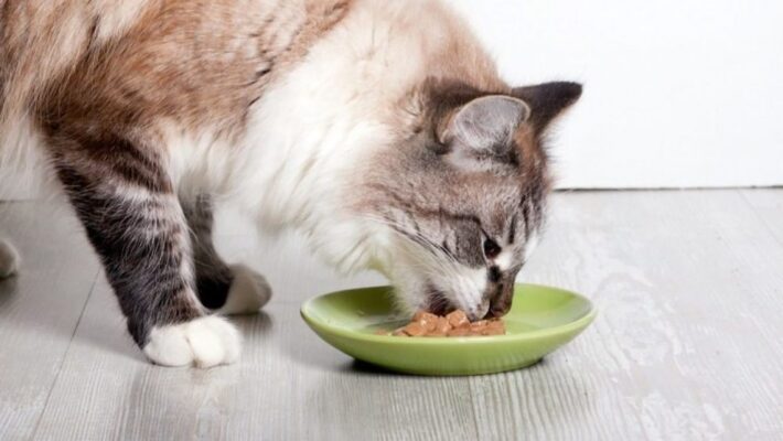 feline-eating-disorders-scaled-2