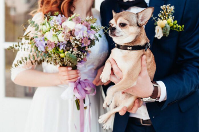 pet