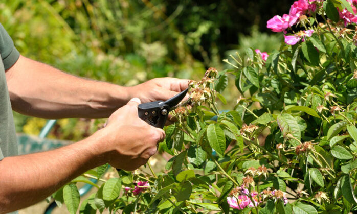 pruning-blog-thumbnail-698x419-1