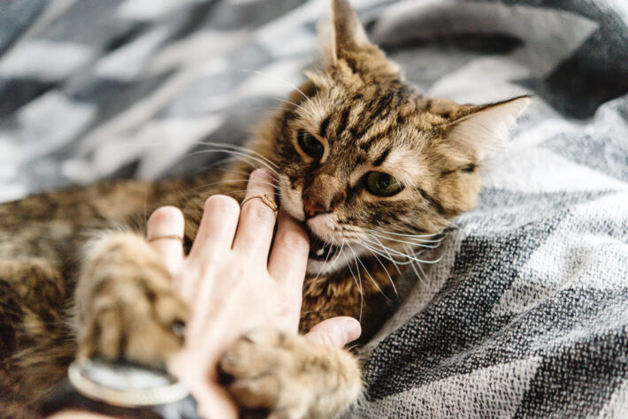 striped-tabby-nibbling-on-owners-finger-scaled-1