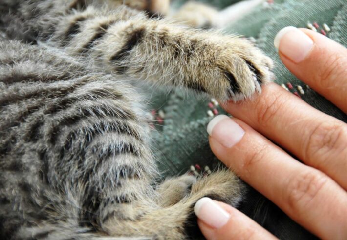 train-cat-shake-hands-scaled-1