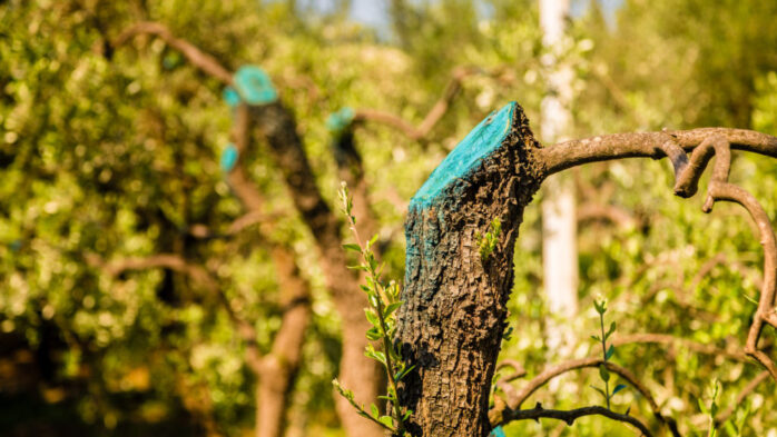 tree-wound-sealer-698x393-1